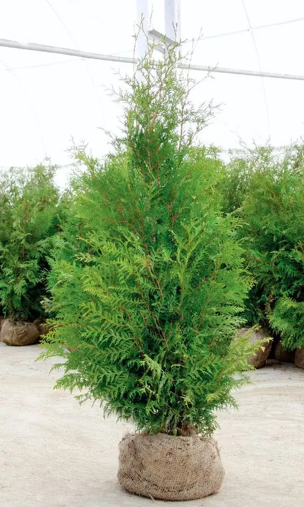 Zdjęcie Tuja kolumnowa czy szmaragdowa - która odmiana jest lepsza dla ogrodu?