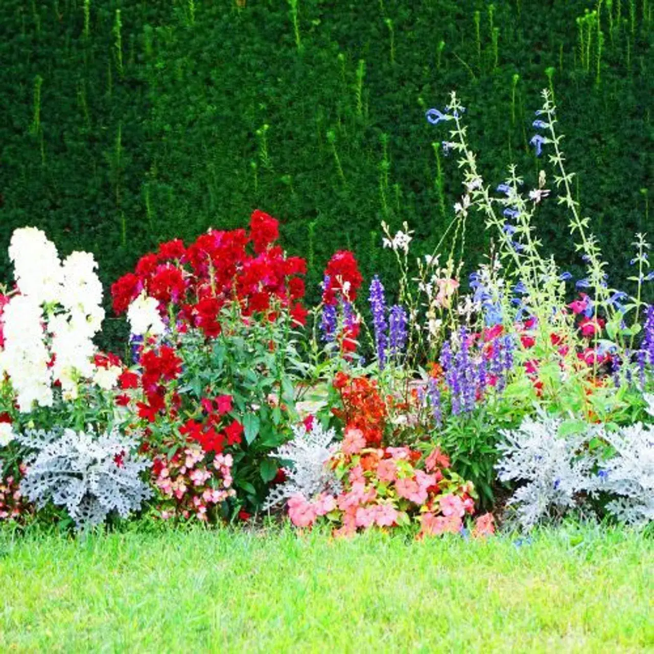 Zdjęcie Jakie kwiaty siać w sierpniu, aby cieszyć się pięknym ogrodem