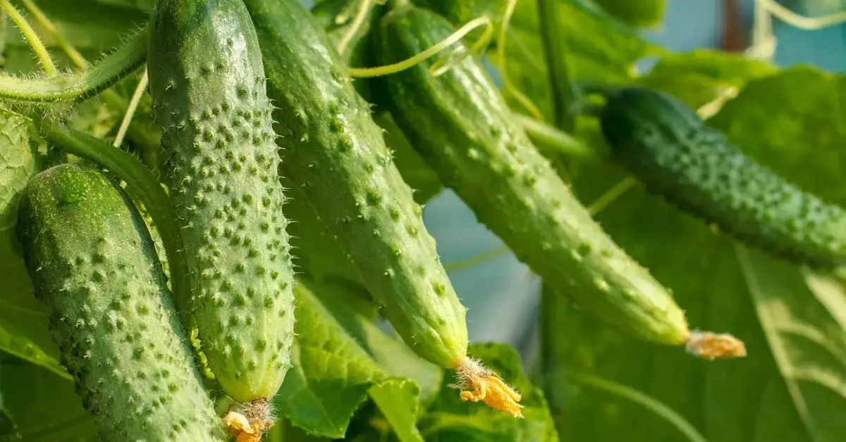 Zdjęcie Kiedy jest sezon na ogórki? Sprawdź, by nie przegapić zbiorów