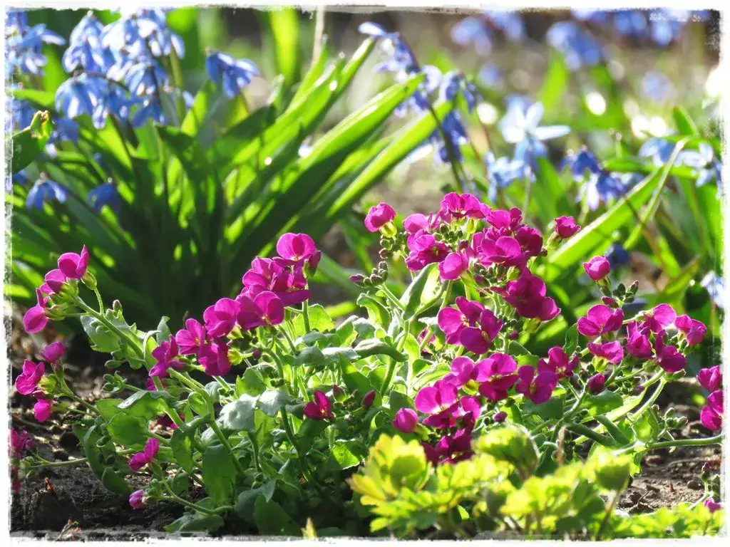 Zdjęcie Jakie kwiaty do kwietnika: piękne rośliny na każdą porę roku