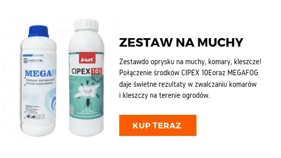 Zdjęcie Jak szybko rozmnażają się muszki owocówki i co to oznacza dla Ciebie
