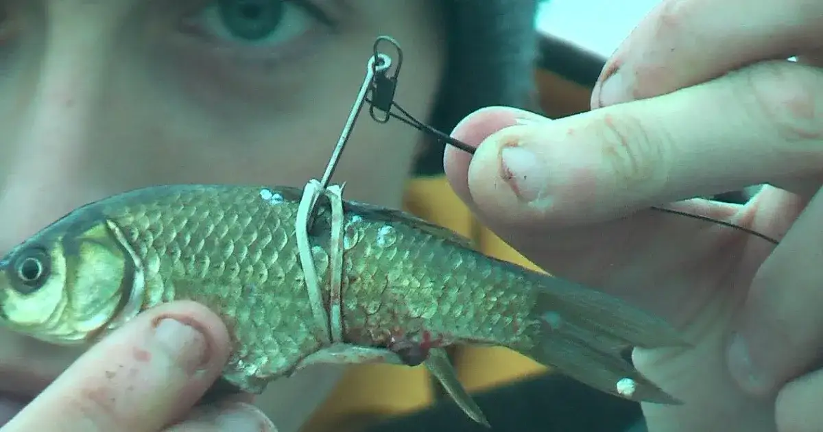 Zdjęcie Jak uzbroić martwą rybkę na sandacza, aby nie stracić ryby