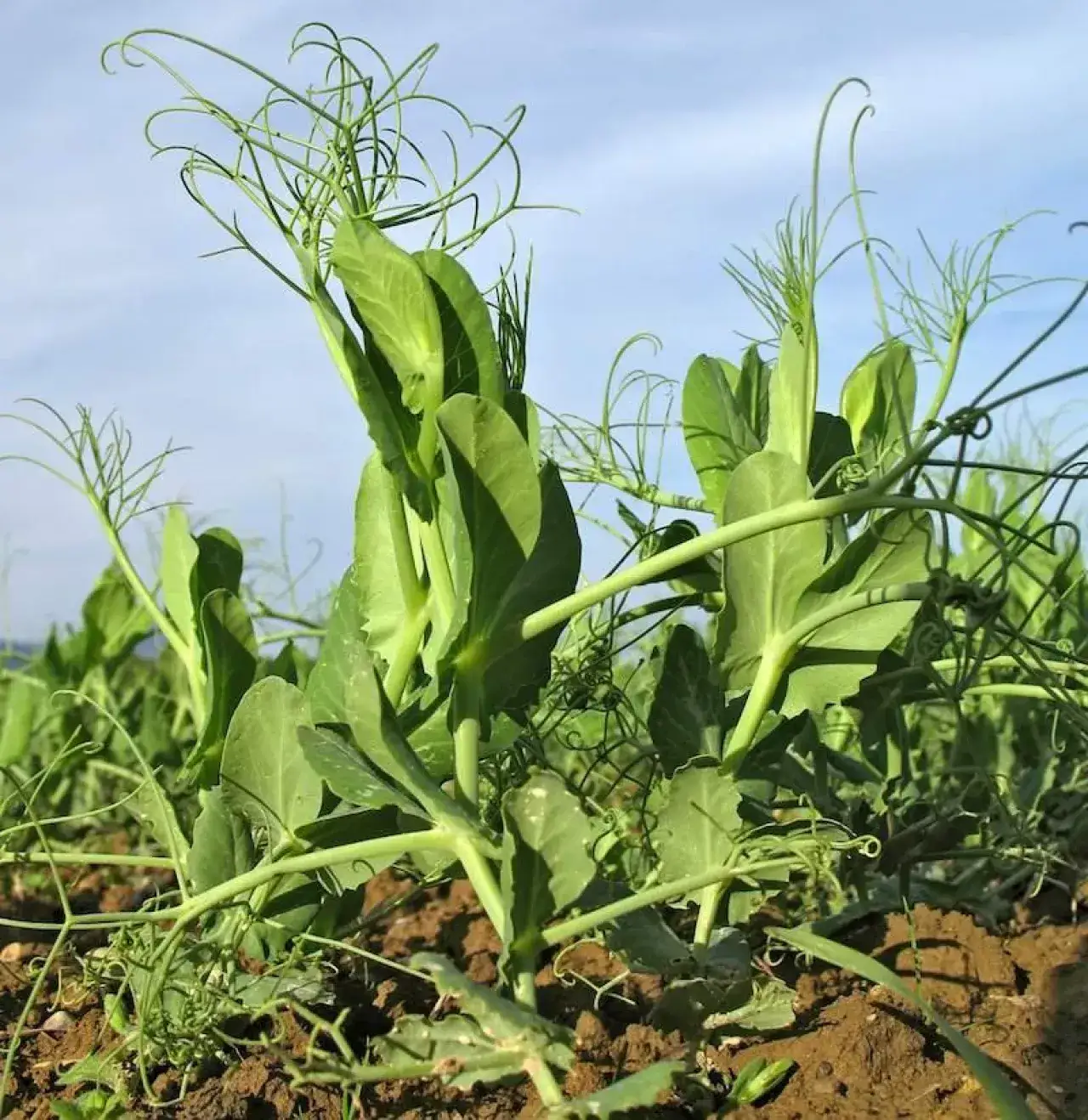 Zdjęcie Co siać zamiast zboża? Odkryj najlepsze alternatywy dla upraw