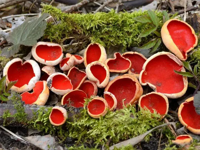 Zdjęcie Czarka szkarłatna - fascynujący grzyb chroniony w polskich lasach