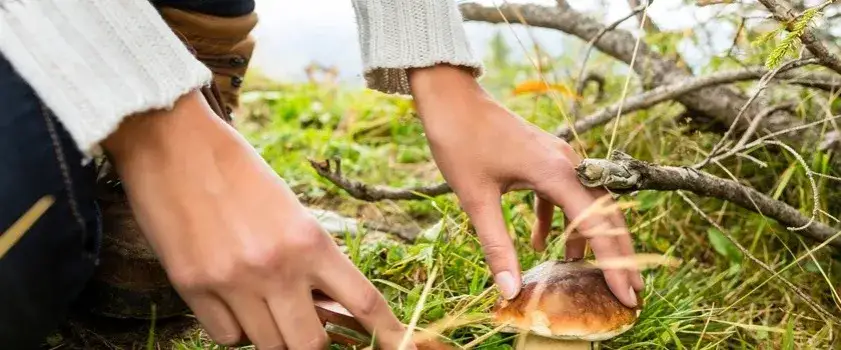 Zdjęcie Grzyb żółty kapelusz: Jak bezpiecznie rozpoznać i zbierać w lesie