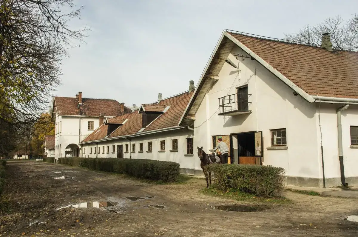 Zdjęcie Klikowa stadnina - historia, rasy koni i unikalne doświadczenia
