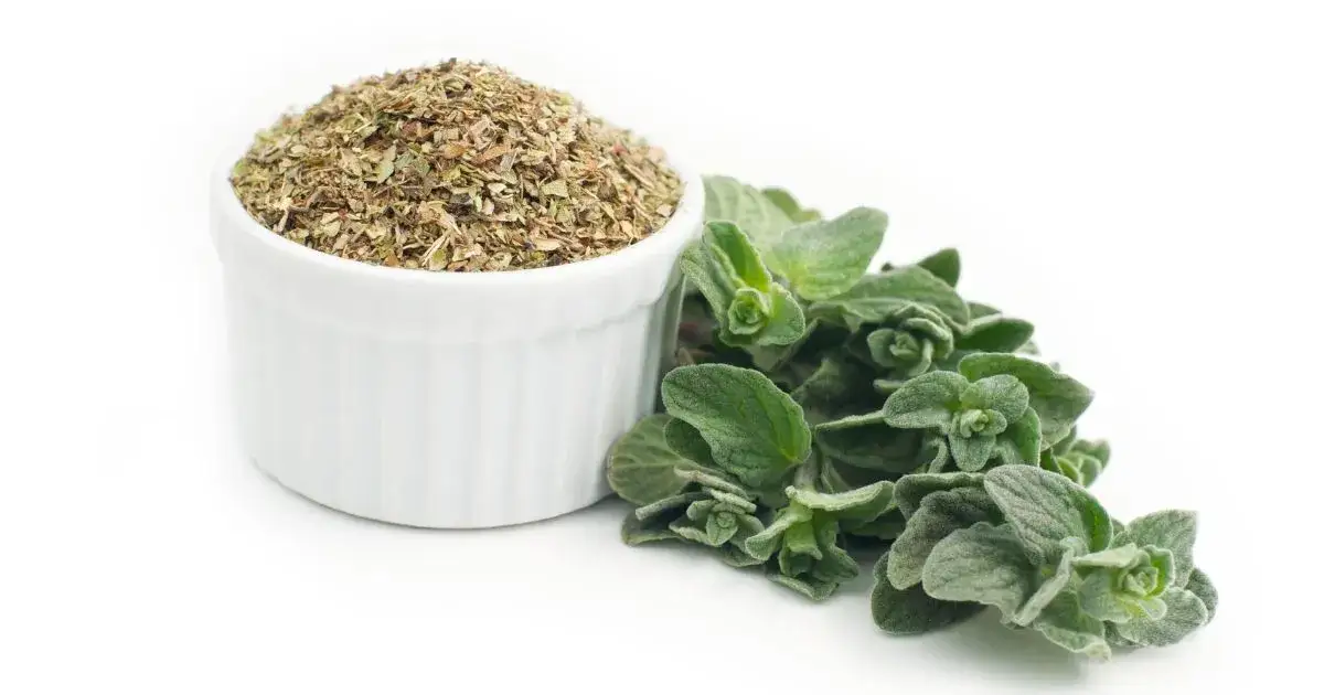 Zdjęcie Świeże oregano do czego pasuje – odkryj jego niezwykłe zastosowania w kuchni