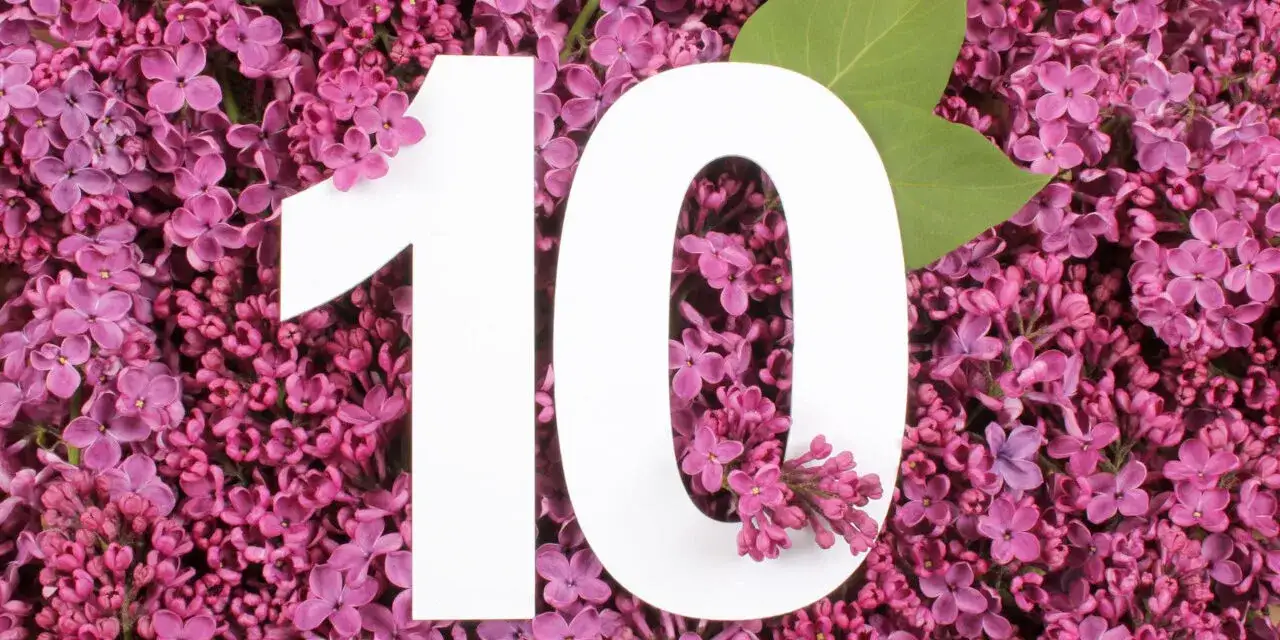 Zdjęcie Jakie drzewo na rocznicę ślubu wybrać? Top pomysły na wyjątkowy prezent