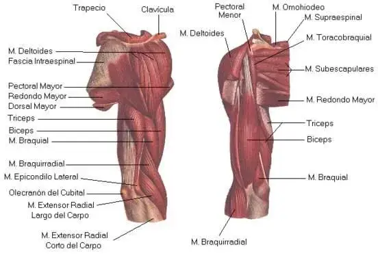 Zdjęcie Domina tu brazo derecho: Anatomía, ejercicios y adiós al dolor