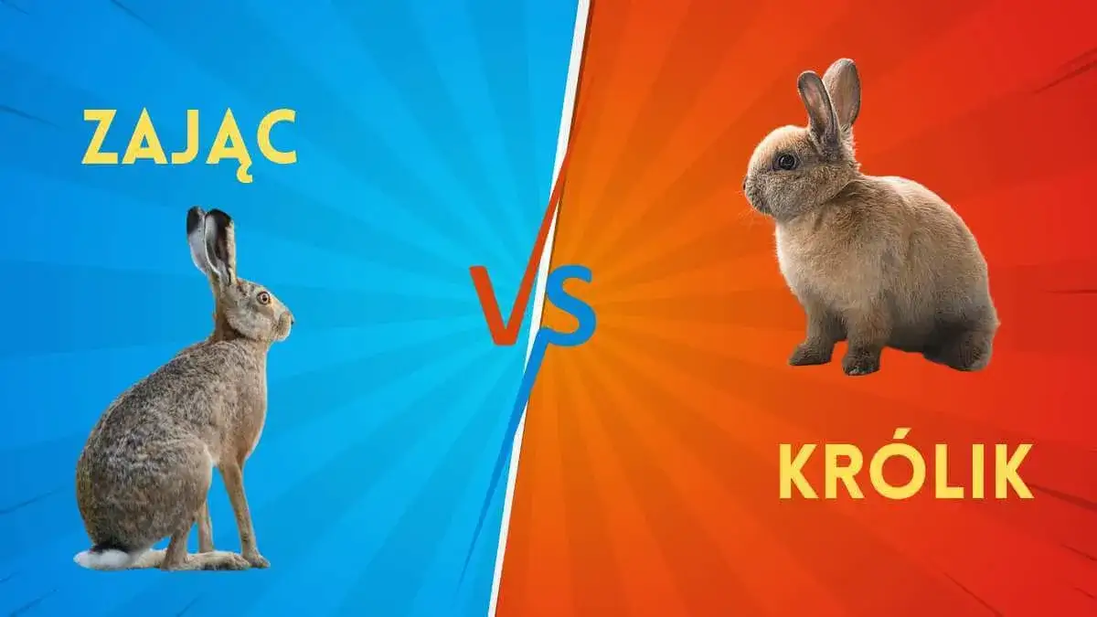 Zdjęcie Czy sierść królika uczula? Poznaj prawdę o alergenach w futrze