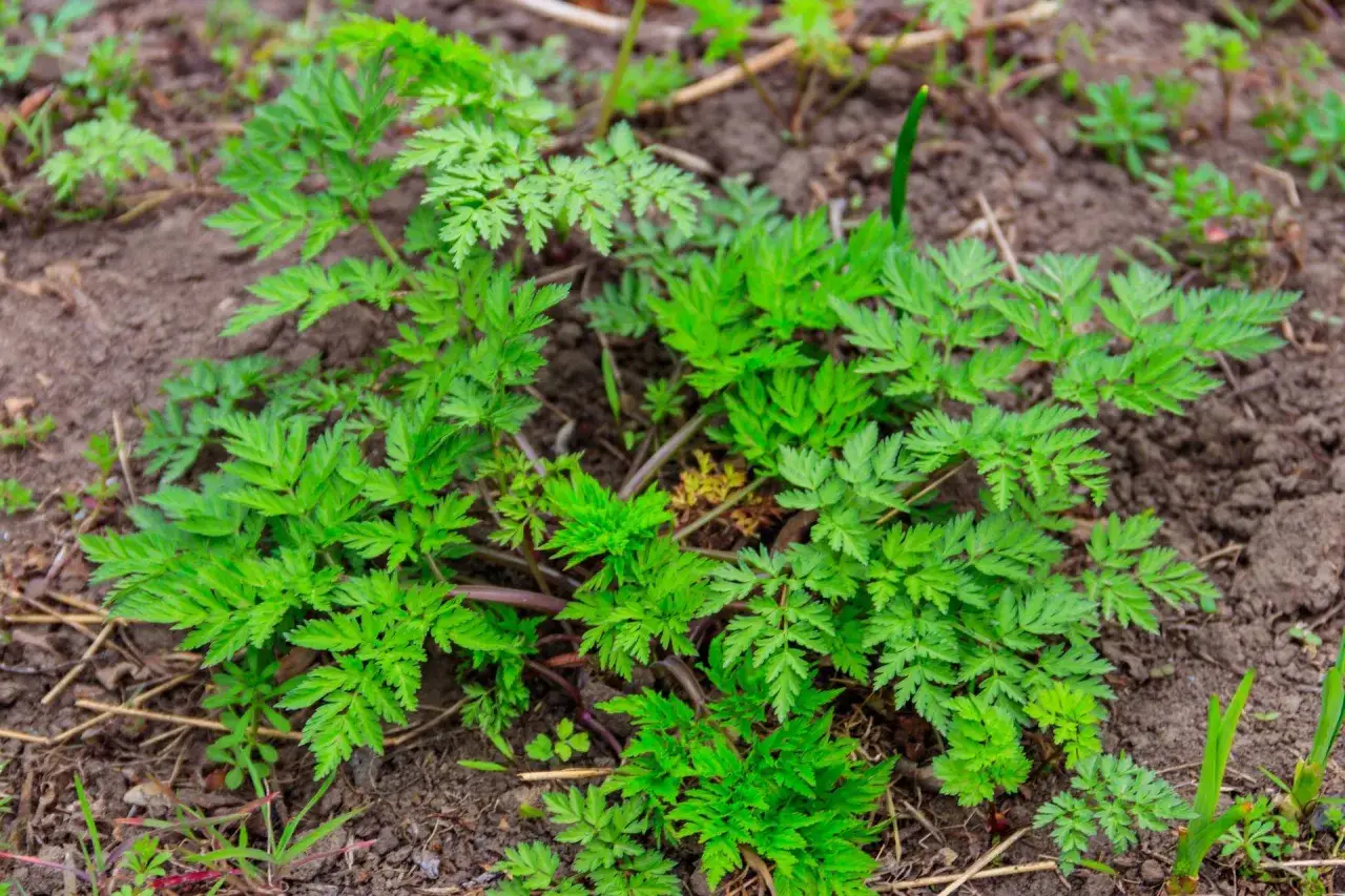 Zdjęcie Chwast podobny do pietruszki: jak go rozpoznać i uniknąć pomyłek