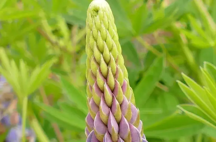 Zdjęcie Kiedy siać łubin gorzki? Terminy, temperatura i kluczowe wskazówki