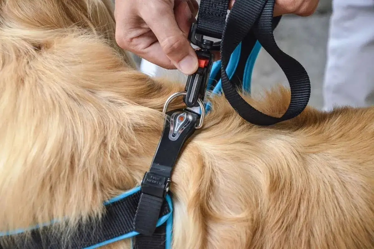 Zdjęcie Obroża czy szelki dla dużego psa – co wybrać dla bezpieczeństwa?