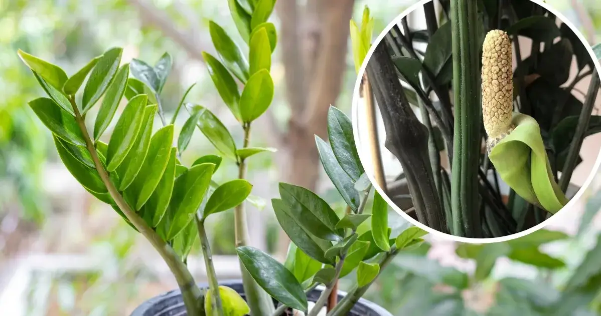 Zdjęcie Jak często kwitnie zamiokulkas? Odkryj tajemnice jego kwitnienia