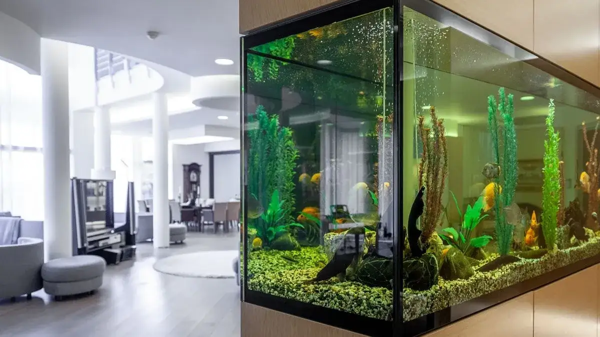 Zdjęcie Jaką wodę wlać do akwarium, aby zapewnić zdrowie rybom?