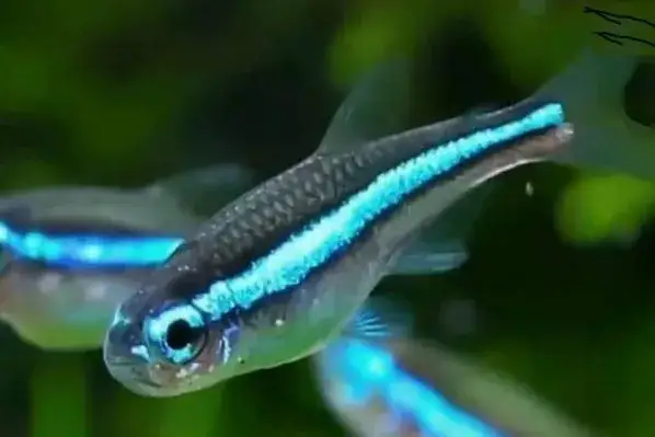 Zdjęcie Neonki jaka temperatura wody - uniknij błędów w akwarium