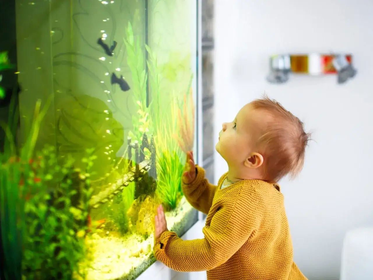 Zdjęcie Co ile wymienia się wodę w akwarium, aby uniknąć problemów zdrowotnych?