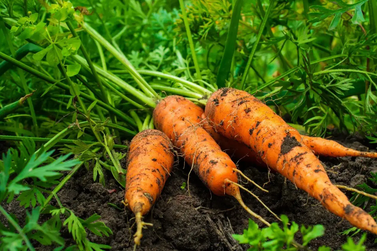 Zdjęcie Jaki nawóz pod marchew, aby uzyskać zdrowe i smaczne plony?