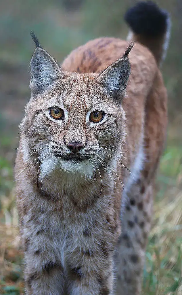 Zdjęcie Zwierzęta, które wyginęły w XX wieku – przyczyny, historia i wpływ na ekosystem