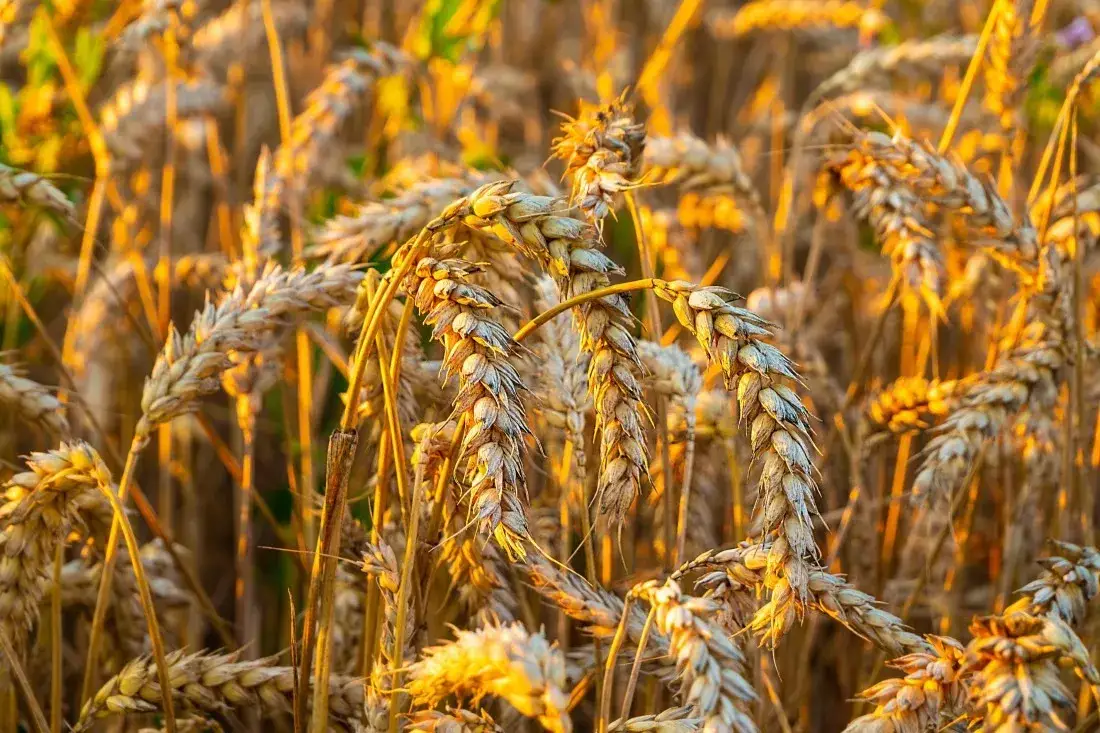 Zdjęcie Jakie zboże na słabe gleby – najlepsze odmiany i ich zalety