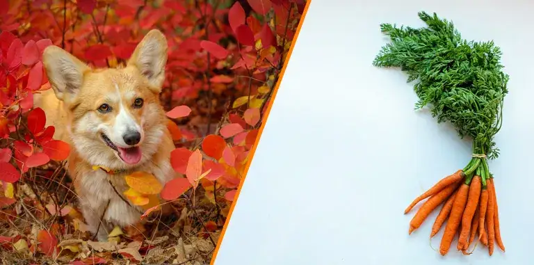 Zdjęcie Czy pies może jeść gotowaną marchewkę? Sprawdź, co musisz wiedzieć