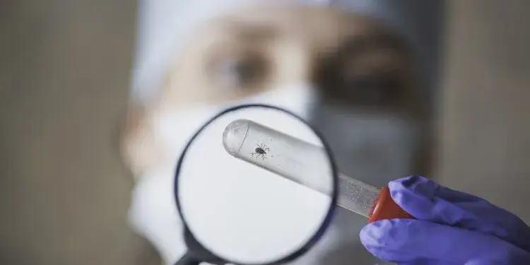 Zdjęcie Ugryzienie kleszcza: kiedy do lekarza i jak uniknąć powikłań