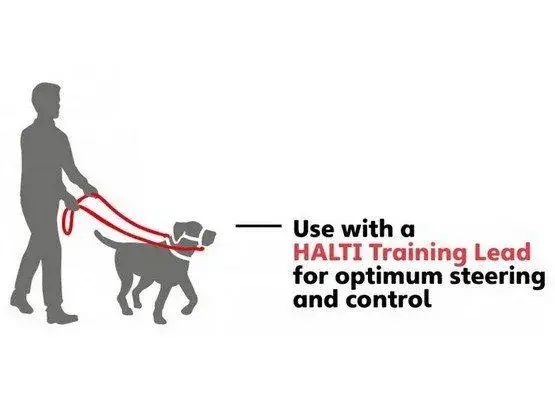 Zdjęcie Jak dobrać obrożę uzdową dla psa, aby uniknąć problemów z dopasowaniem