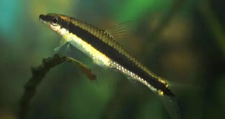 Zdjęcie Najlepsze ryby na glony w akwarium, które zadbają o czystość wody