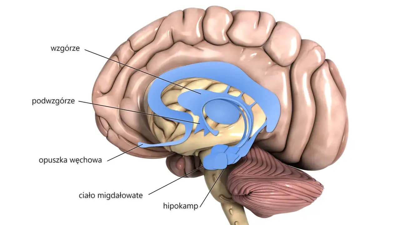 Zdjęcie Jak naprawić układ nagrody i odzyskać równowagę emocjonalną