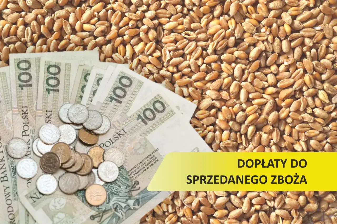 Zdjęcie Czy będą dopłaty do zboża? Sprawdź aktualny status i szczeg&oacute;ły