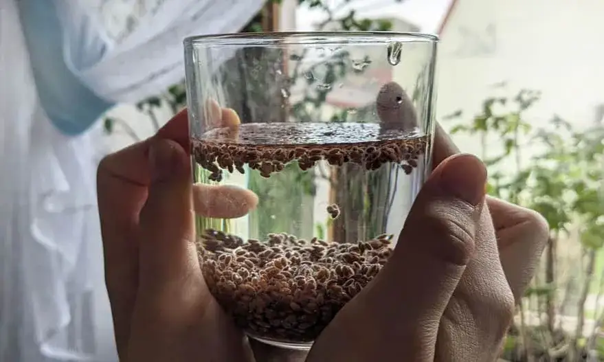 Zdjęcie Eksperyment z rzeżuchą: Jak prosto zbadać wpływ światła na wzrost?