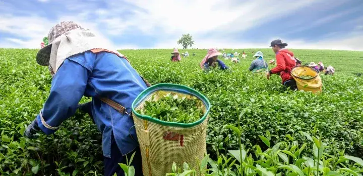 Zdjęcie Herbata jak indyjski port – historia, smak i sekrety herbat z Indii
