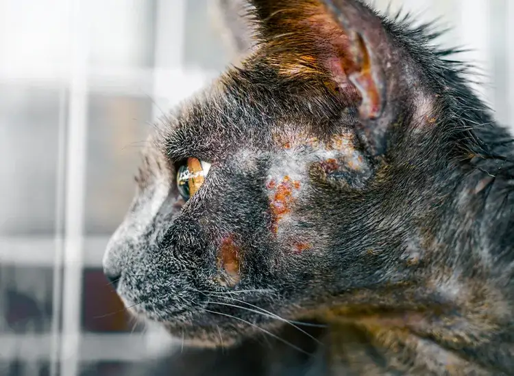 Zdjęcie Wrzody u kota: objawy, przyczyny i jak skutecznie leczyć