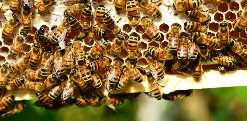 Zdjęcie Jak rozmnażają się pszczoły? Odkryj tajemnice ich reprodukcji