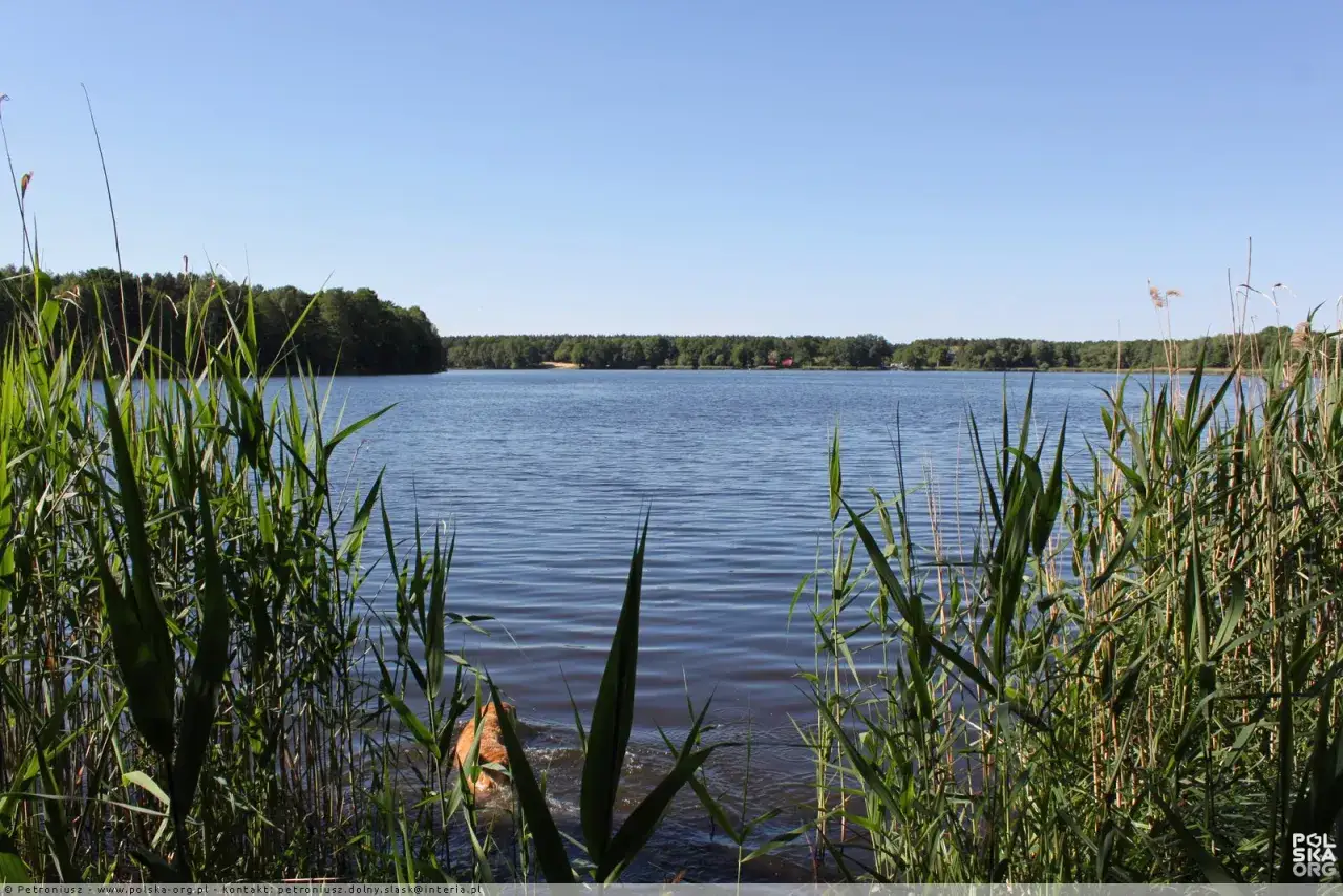 Zdjęcie Łowisko karpiowe Wilcze: odkryj tajemnice wspaniałego łowiska