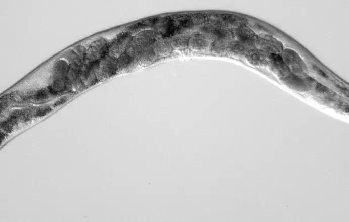Zdjęcie Biologia molekularna - czym się zajmuje i jakie ma zastosowania?