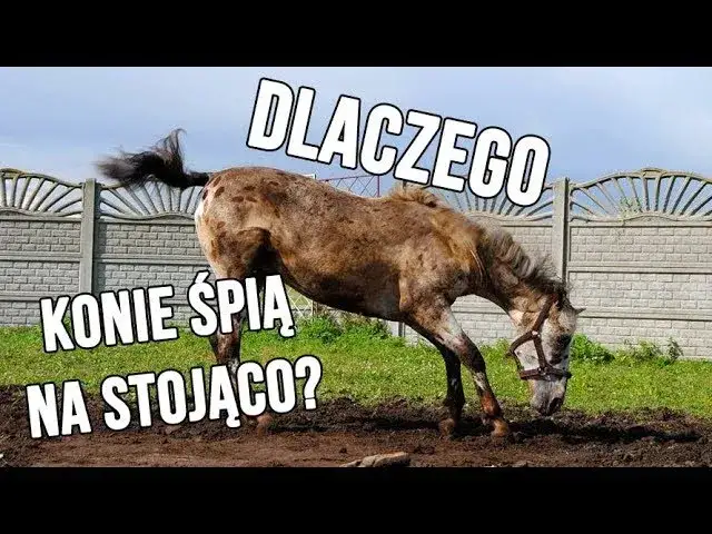 Zdjęcie Dlaczego konie śpią na stojąco? Odkryj tajemnice ich snu