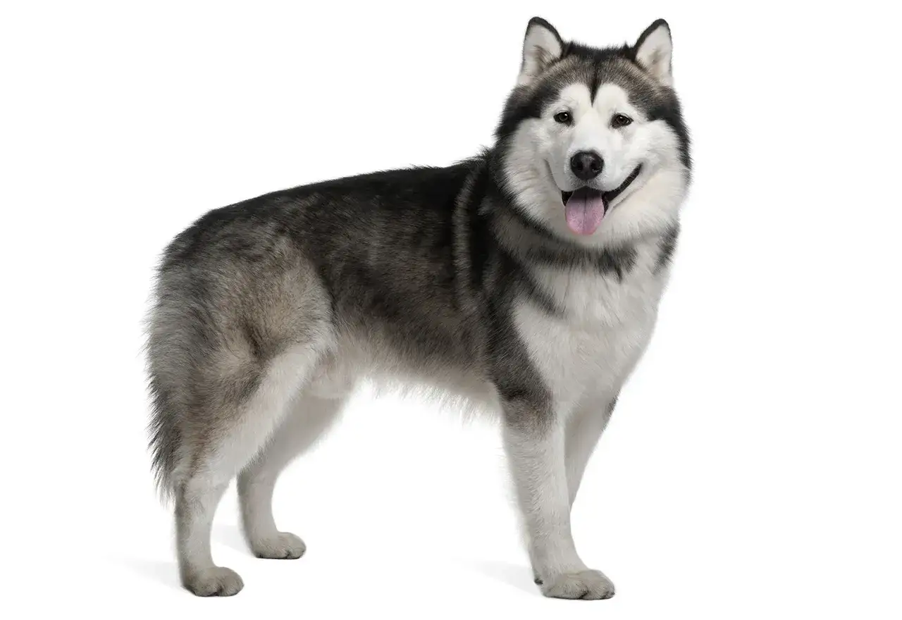 Zdjęcie Jak odr&oacute;żnić husky od malamuta - kluczowe r&oacute;żnice i cechy