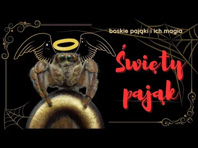 Zdjęcie Czy pająk naprawdę przynosi szczęście? Znaczenie pająków w kulturze i przesądach
