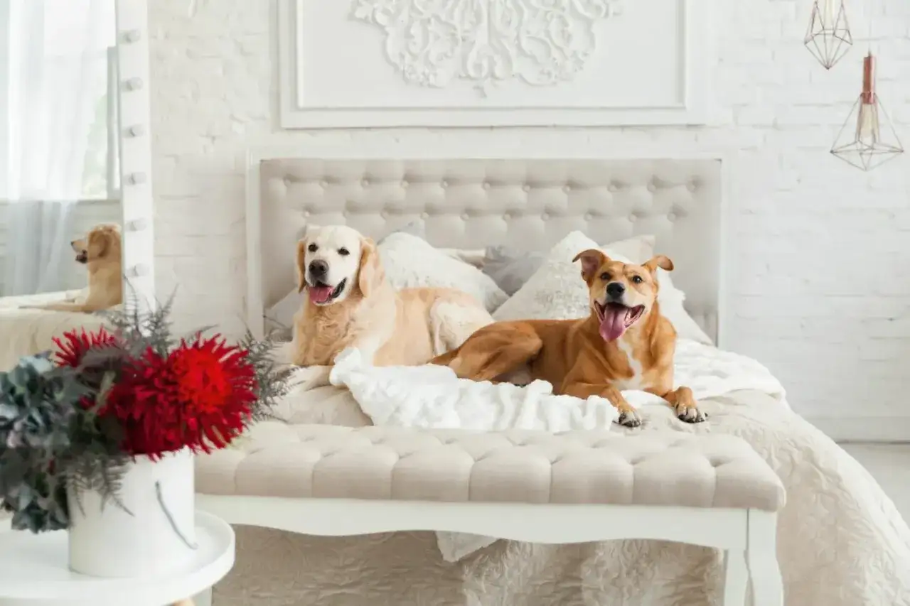 Zdjęcie Jak wygląda hotel dla psów? Odkryj komfort i bezpieczeństwo dla pupila