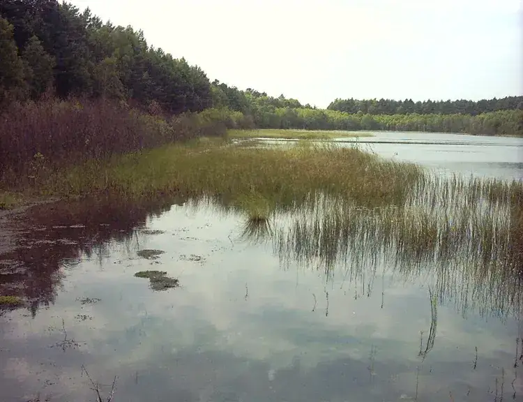Zdjęcie Jezioro lobeliowe w Borach Tucholskich: unikalne ekosystemy i ich ochrona