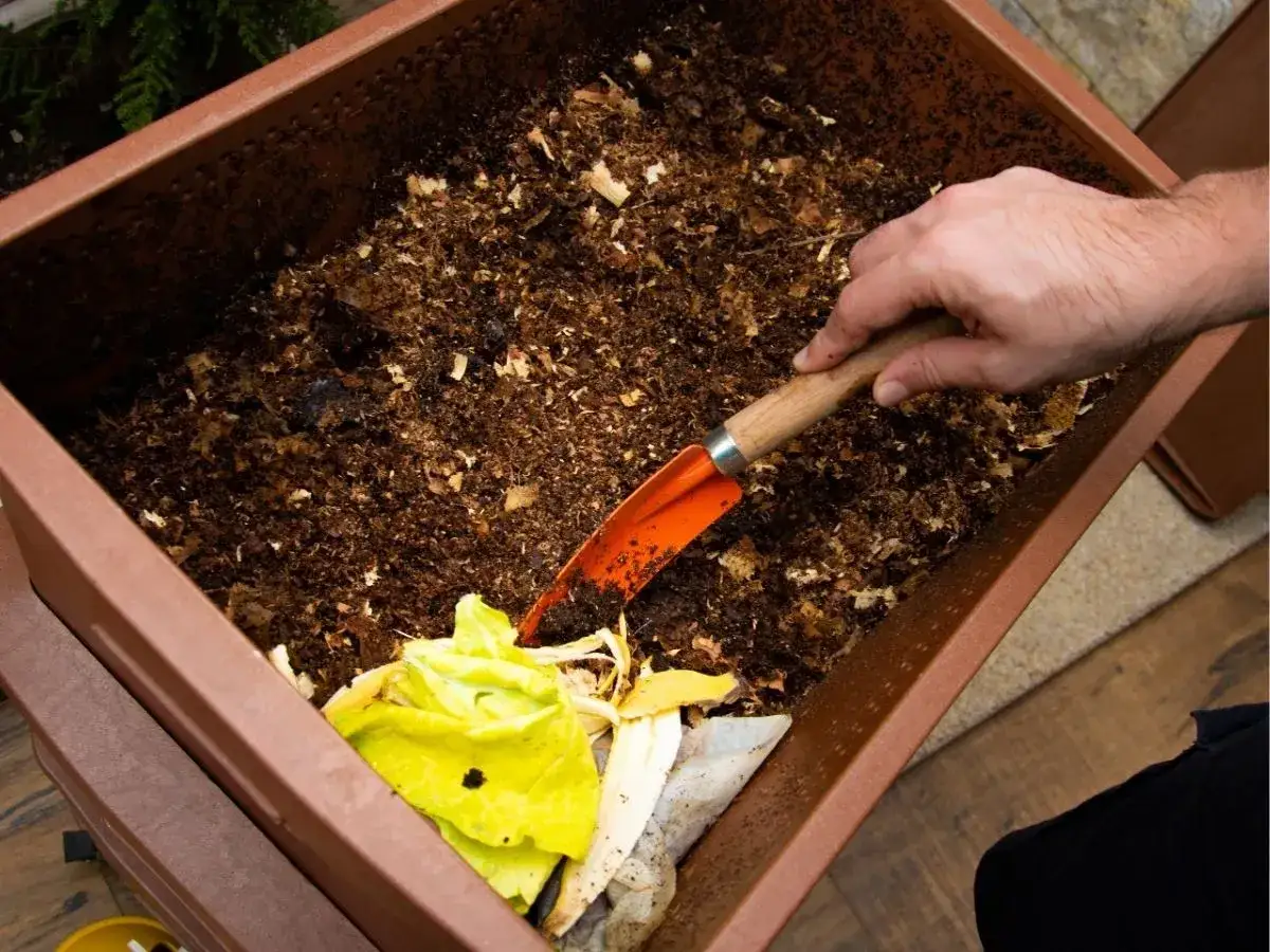 Zdjęcie Czy można sadzić w kompoście? Odkryj ryzyka i korzyści tej metody