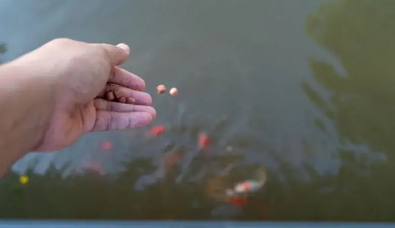 Zdjęcie Ile razy dziennie karmić rybki akwariowe, by uniknąć ich chorób?