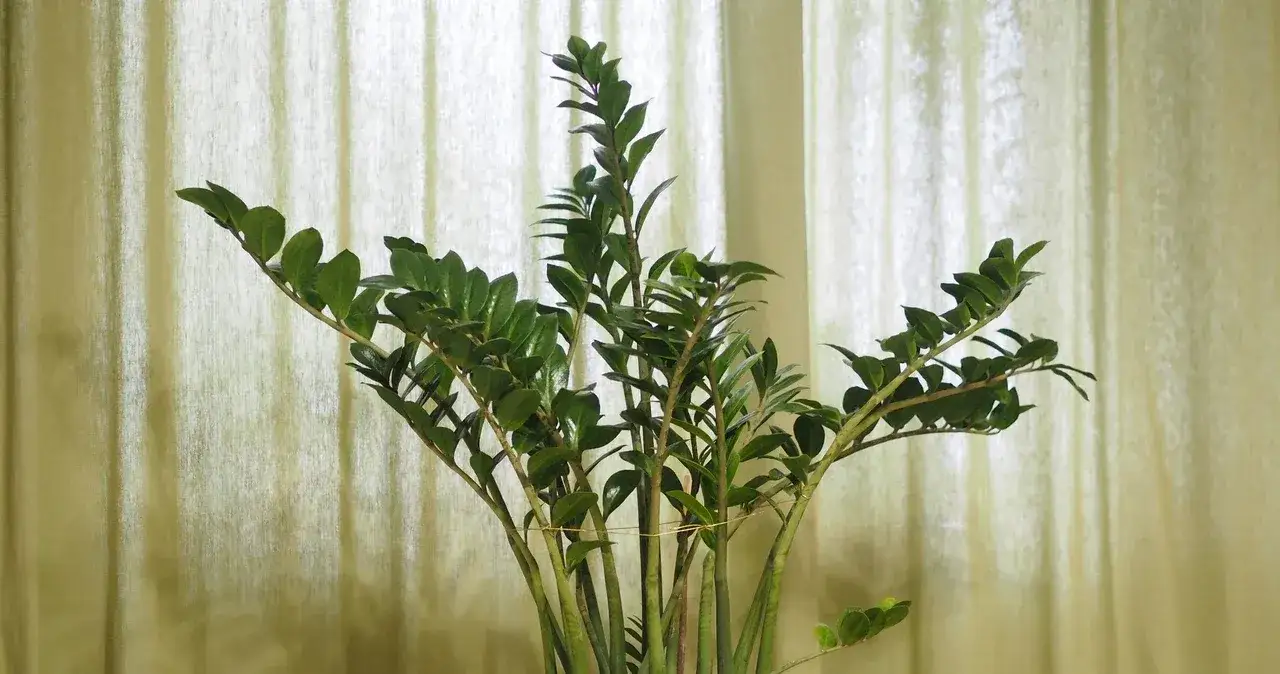 Zdjęcie Czy zamiokulkas może stać w sypialni? Oto co musisz wiedzieć