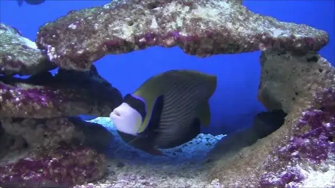 Zdjęcie Odkryj niesamowite wideo z oceanarium Kołobrzeg na YouTube