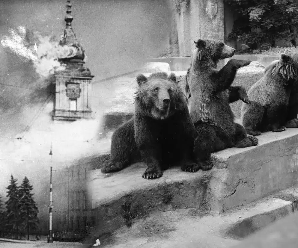 Zdjęcie Film o zoo w Warszawie - niezwykłe historie z czasów II wojny światowej