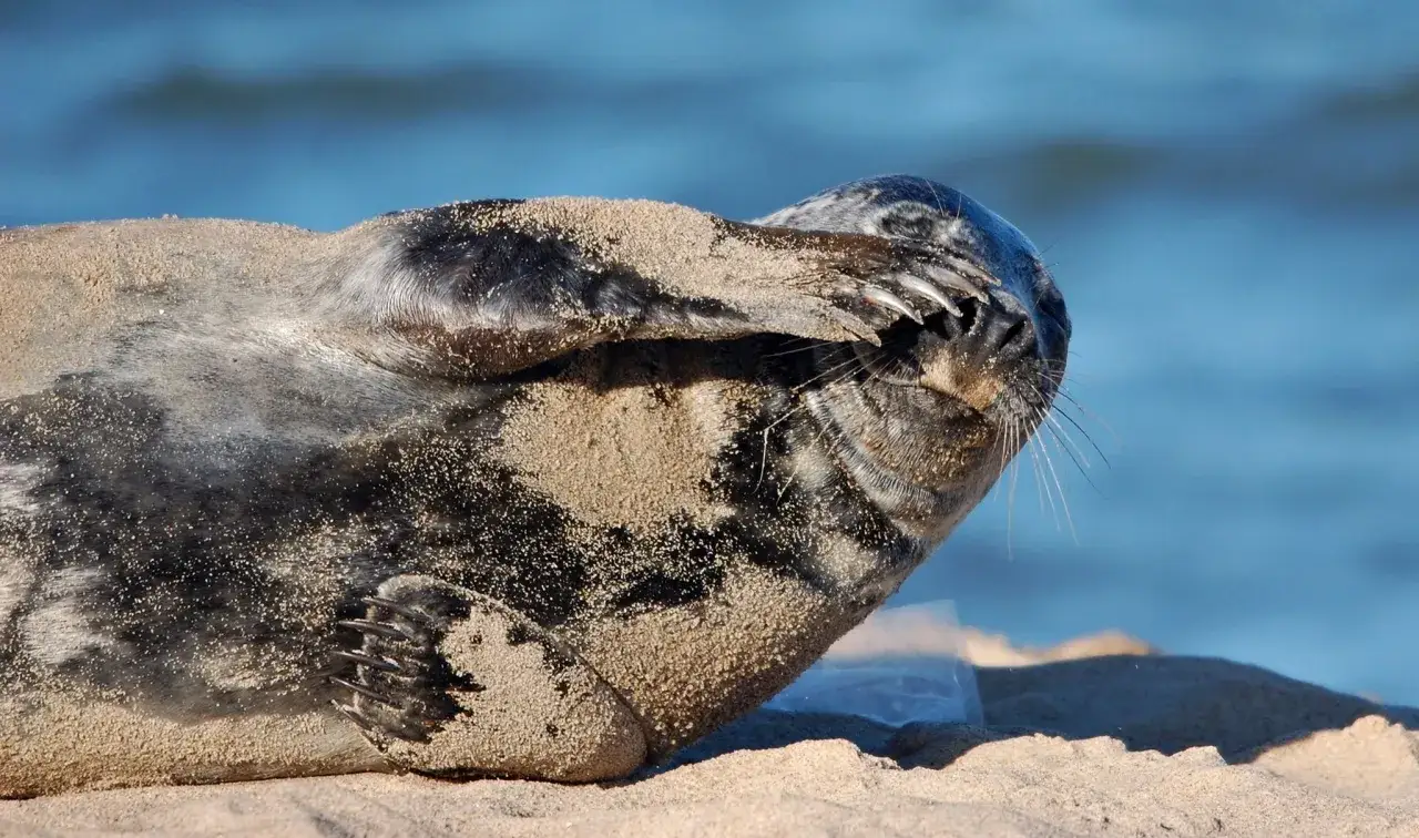 Zdjęcie Czy w Bałtyku są foki? Odkryj tajemnice ich życia i ochrony