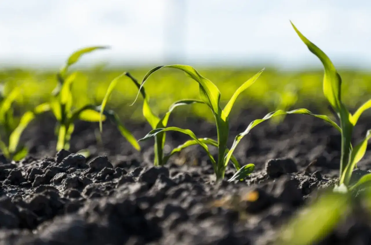 Zdjęcie Najlepszy nawóz pod korzeń kukurydzy - uniknij błędów w nawożeniu