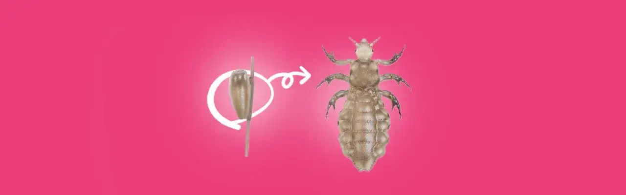 Zdjęcie Jak się rozmnażają wszy? Poznaj ich cykl życia i zagrożenia