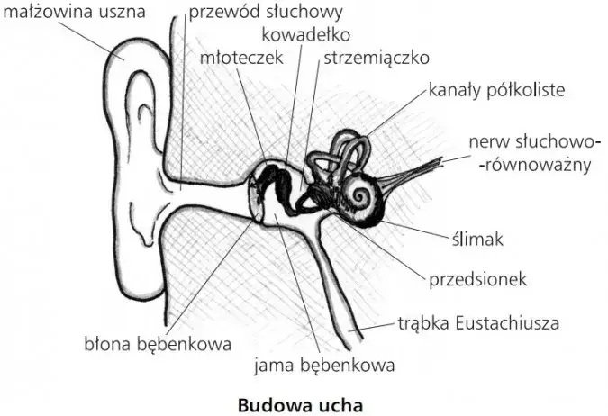 Zdjęcie Fascynujące zjawisko dźwięku - poznaj tajniki fal akustycznych i ich naturę